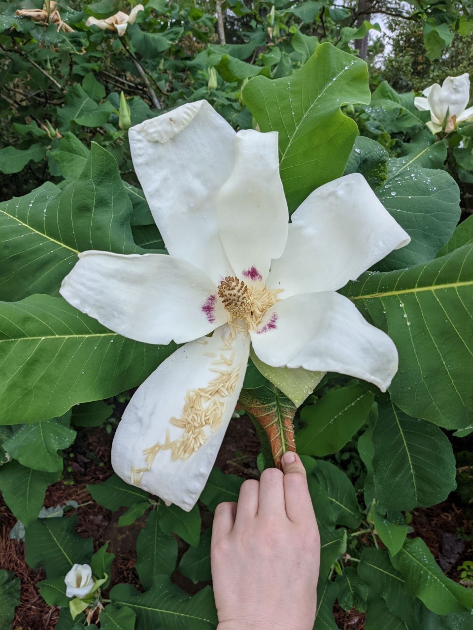 M. macrophylla ssp. ashei